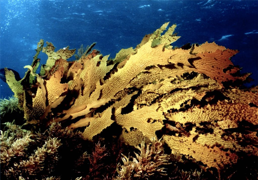 Part of our ocean is dying - NOEMA
